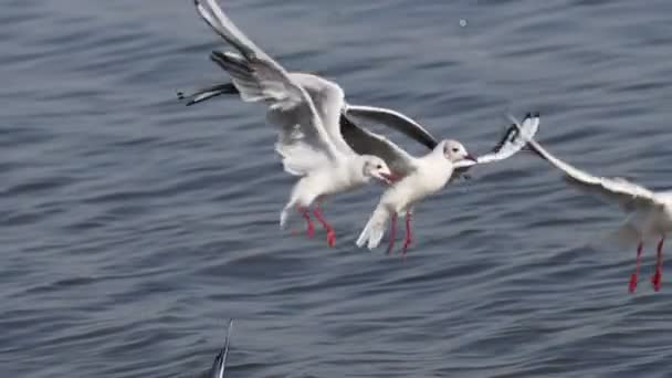 Птицы Чайки Летают Над Водой Замедленной Движения Nat Geo — стоковое видео