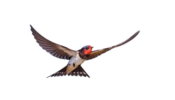 Kırlangıç Beyaz Arka Planda Tek Başına Uçuyor Kuşlar — Stok fotoğraf
