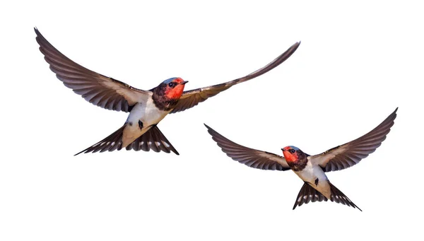 Golondrinas Volando Aisladas Sobre Fondo Blanco Aves —  Fotos de Stock
