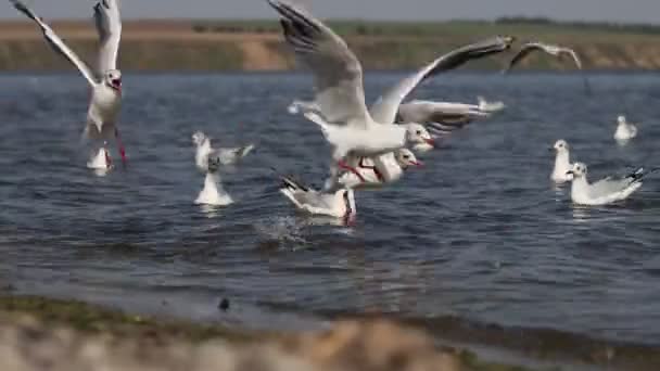 Skrikande Fåglar Mat Från Vattnet Nat Geo — Stockvideo