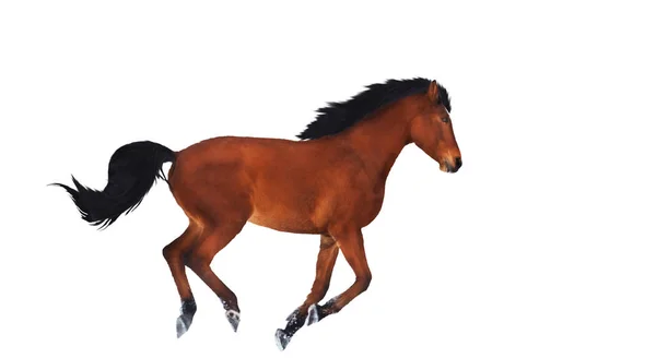 Horse Runs Isolated White Background Symbol Freedom Primeval — Stock Photo, Image