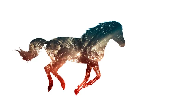 Running Horse Double Exposure Sunrise Forest Symbol Freedom Primeval — Stock Photo, Image