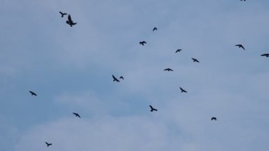 Kargalar gökyüzünde kaotik bir şekilde uçuyor. Yavaş çekim, kutsal kuş.