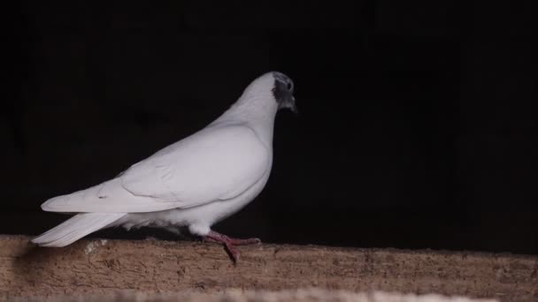 Όμορφο Λευκό Περιστέρι Κάθεται Μια Πέρκα Νύχτα Ιερό Πουλί — Αρχείο Βίντεο