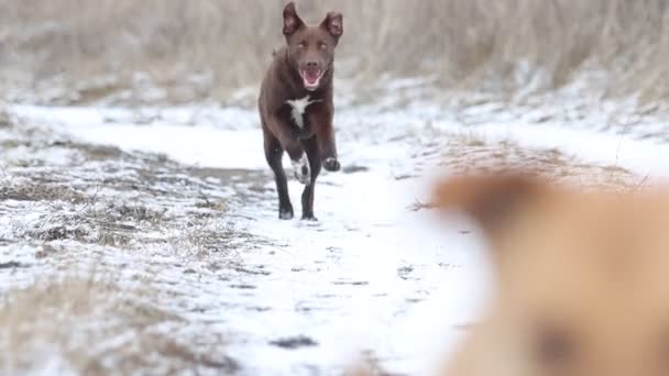 Vrolijke Hond Loopt Door Sneeuw Slow Motion Huisdieren — Stockvideo