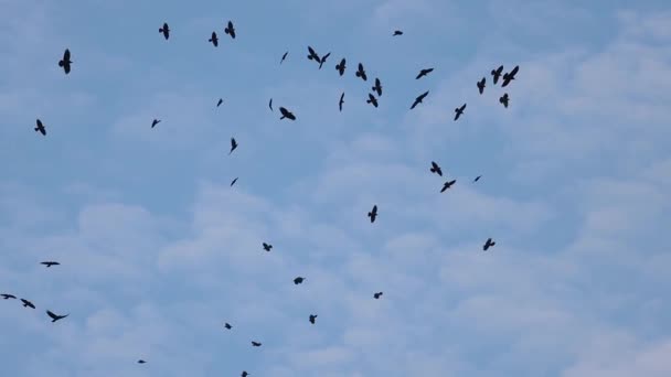 Crows Flying Blue Sky Slow Motion Sacred Bird — Stock Video