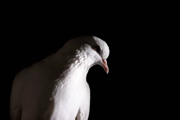 Paloma Blanca Oscuro Primer Plano Pájaro Sagrado —  Fotos de Stock