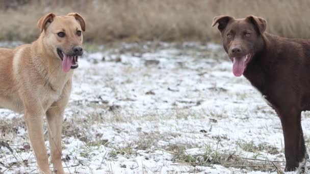 Dwa Słodkie Psy Odpocząć Spacerze Zimie Zwierzęta Domowe — Wideo stockowe