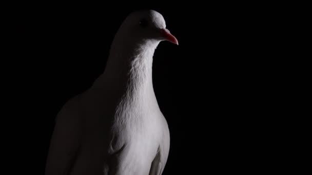 Colomba Bianca Pace Nel Buio Guarda Intorno Uccello Sacro — Video Stock
