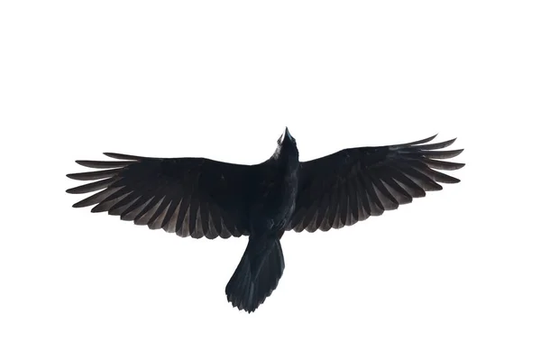 黑色乌鸦在白色背景下独立飞行 聪明的小鸟 — 图库照片