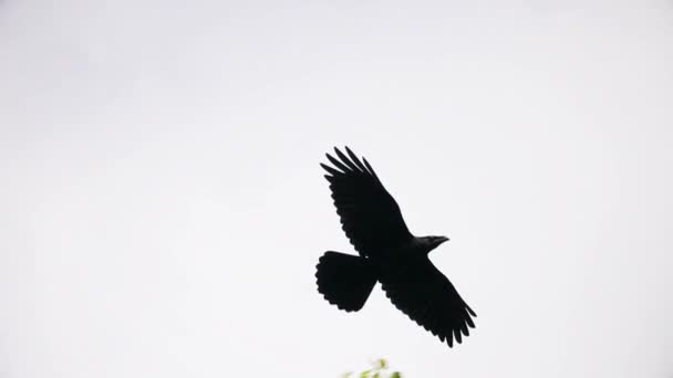 Zwarte Kraai Vliegt Door Lucht Vliegt Takken Wijze Vogel — Stockvideo