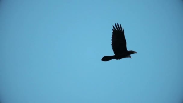 Svart Korp Flyger Genom Himlen Slow Motion Klok Fågel — Stockvideo
