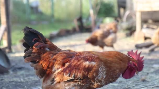 地上で食べ物を探している美しい赤い鶏 シンボル — ストック動画