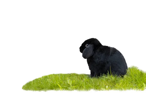 Черный Кролик Зеленой Лужайке Выделенный Белом Символ Года — стоковое фото