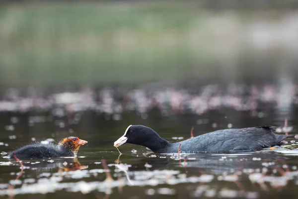 Blässhühnchen Füttert Küken Wasser Wildtiere — Stockfoto