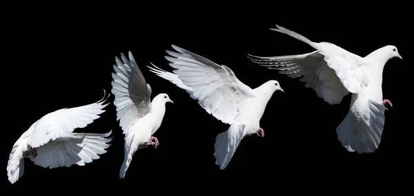 Witte Duif Vlucht Geïsoleerd Zwarte Achtergrond Set Vogel Symbool — Stockfoto
