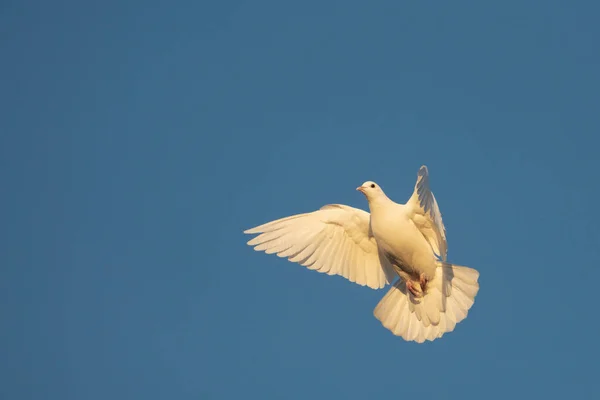 Λευκό Περιστέρι Της Ειρήνης Πετά Στον Γαλάζιο Ουρανό Πουλί Σύμβολο — Φωτογραφία Αρχείου