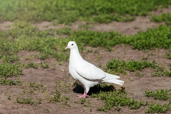 Beyaz Güvercin Yeşil Çimlerle Yerde Duruyor Kuş Sembol — Stok fotoğraf