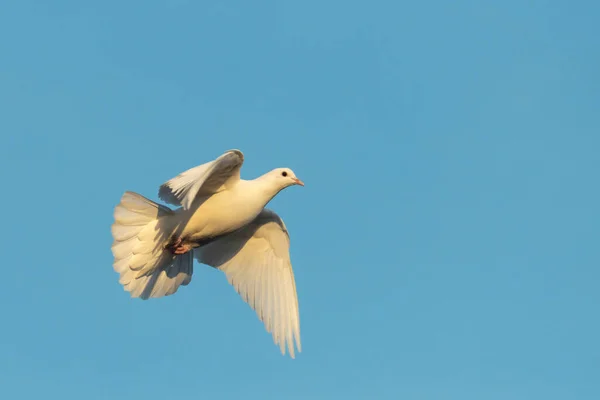 white sacred dove of peace flies on blue sky , bird - symbol