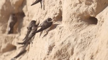 Kırlangıçlar kum fırtınasında deliklerin yanında otururlar, kuş - sembol