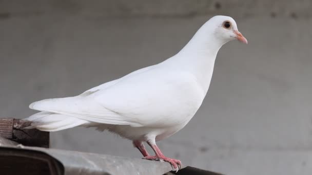 Piękny Biały Gołąb Patrząc Aparat Fotograficzny Ptak Symbol — Wideo stockowe