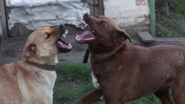 Paar Hunde Die Auf Dem Gras Spielen Haustiere — Stockvideo