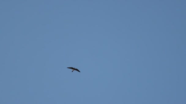 Falcon Flying High Sky Slow Motion Bird Symbol — Stock Video