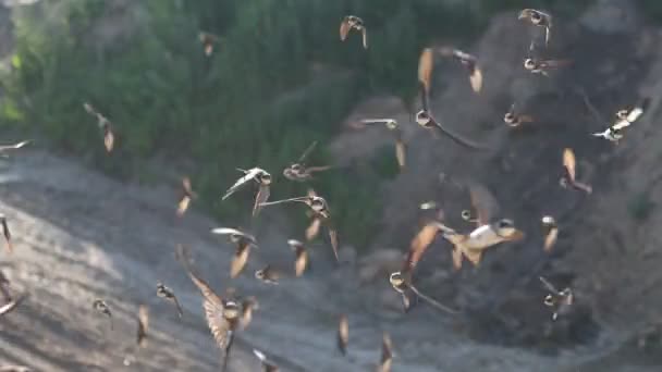 Flock Swallows Slow Motion Flying Dawn Bird Symbol — Stock Video