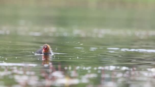 Μικρή Κοτούλα Κολυμπάει Στη Λίμνη Άγρια Ζωή — Αρχείο Βίντεο