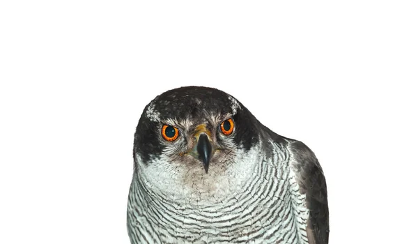 stock image goshawk close-up portrait isolated on white background ,predators