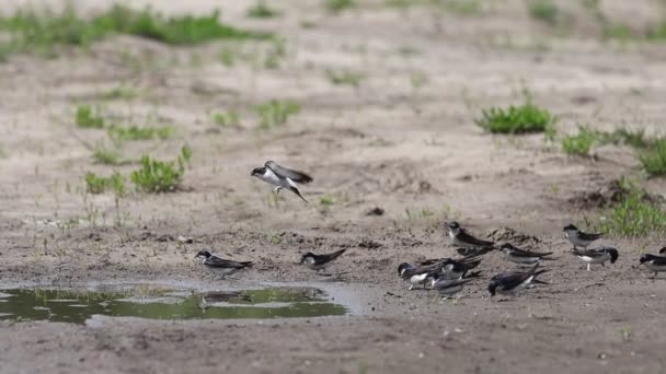 Uccelli Martini Sabbia Raccogliere Materiale Nido Natgeo Uccelli — Video Stock