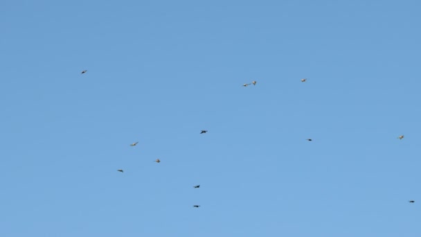 青い空と大地と鳥たちの群れが飛び立ちます — ストック動画