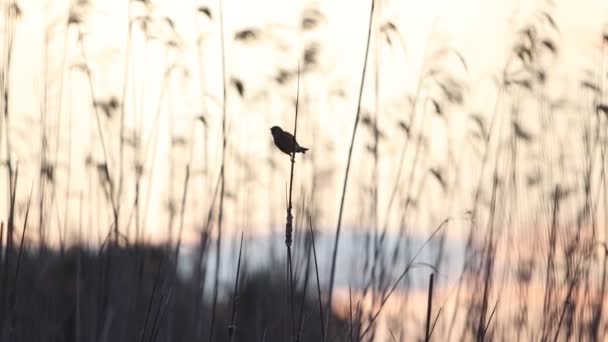 Linnet Canta Uma Canção Primavera Entardecer Natgeo Pássaros — Vídeo de Stock