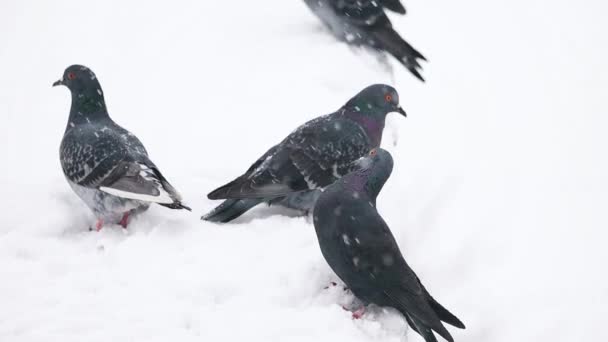 Pombos Sentam Telhado Coberto Neve Uma Queda Neve Natgeo Pássaros — Vídeo de Stock