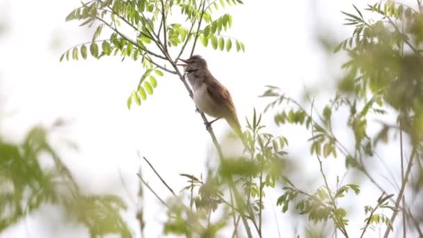 Весеннее Пение Дрозда Натгео Птиц — стоковое видео