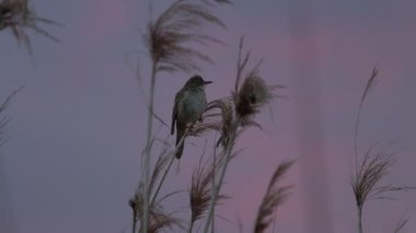 Pamukçuk bülbülü bir bahar şarkısı söyler alacakaranlıkta, natgeo, kuşlar