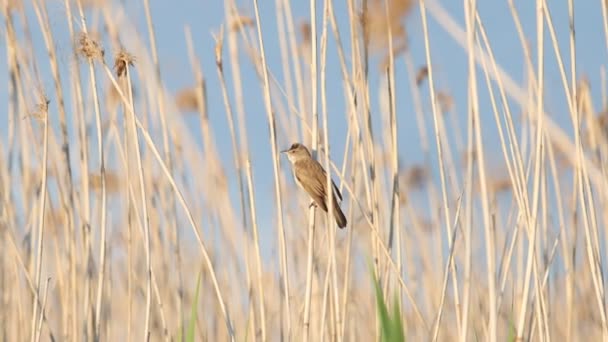 Galope Warbler Sobre Juncos Primavera Natgeo Pássaros — Vídeo de Stock