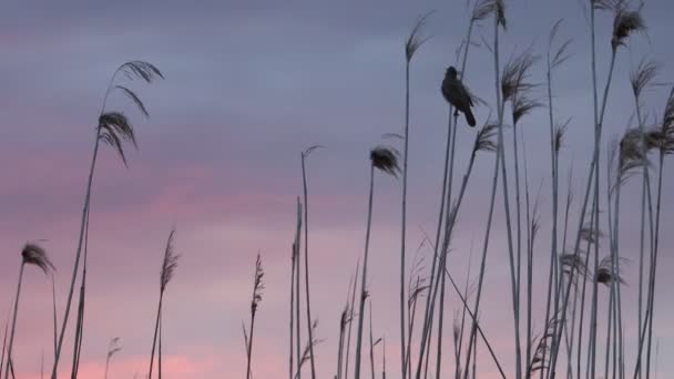 Warbler Śpiewa Wiosenną Piosenkę Zmierzchu Natgeo Birds — Wideo stockowe