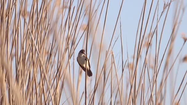 Warbler Sienta Una Caña Vuela Cámara Lenta Natgeo Pájaros — Vídeos de Stock