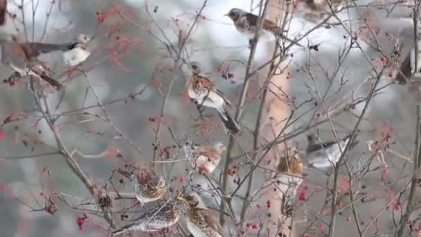 Frêne Montagne Sur Rowan Manger Des Baies Des Oiseaux — Video