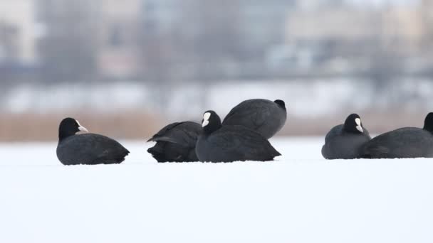 Coot Berjalan Salju Dan Duduk Dekat Kawanan Nya Burung — Stok Video