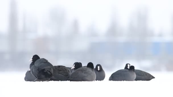 Karda Oturan Kuşlar Tüylerini Temizler — Stok video