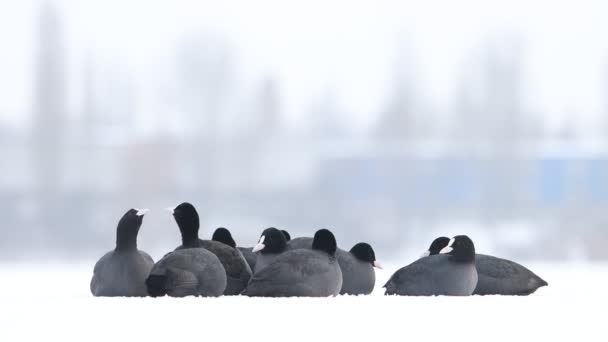 Ψείρες Κάθονται Στο Χιόνι Και Λύνουν Πράγματα Πουλιά — Αρχείο Βίντεο