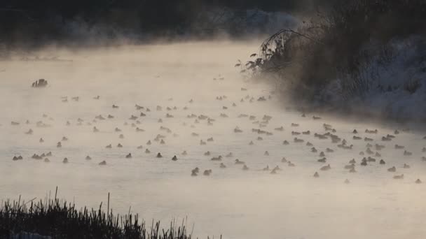 Πάπιες Κολυμπούν Στο Χειμερινό Ποτάμι Πουλιά — Αρχείο Βίντεο