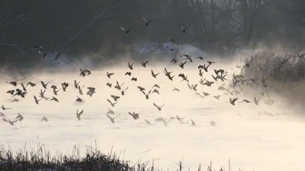Ördekler Buhar Bulutları Içinde Nehirden Havalanıyorlar Geri Oturuyorlar Kuşlar — Stok video