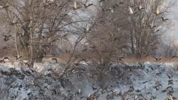 Riesiger Schwarm Stockenten Fliegt Über Den Fluss Zeitlupe Vögel — Stockvideo
