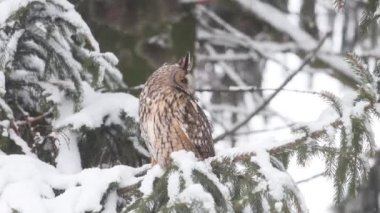 Baykuş karla kaplı bir Noel ağacına oturur ve uzaklara bakar, kuşlar.