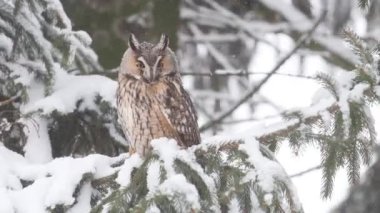 Baykuş bir ağaca oturur ve kameraya bakar, kuşlar.
