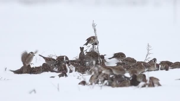 Sparrows Eat Weed Seeds Snow Fly Away Birds — Stock Video