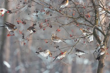 Ardıç kuşları bir dağda bir sürü halinde oturuyorlar küller bir dağ külünde toplanmış, kuşlar